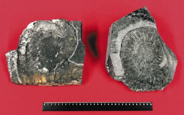 大野で大型アンモナイト化石を発見 後期ジュラ紀、新種の可能性 大野で大型アンモナイト化石を発見 後期ジュラ紀、新種の可能性