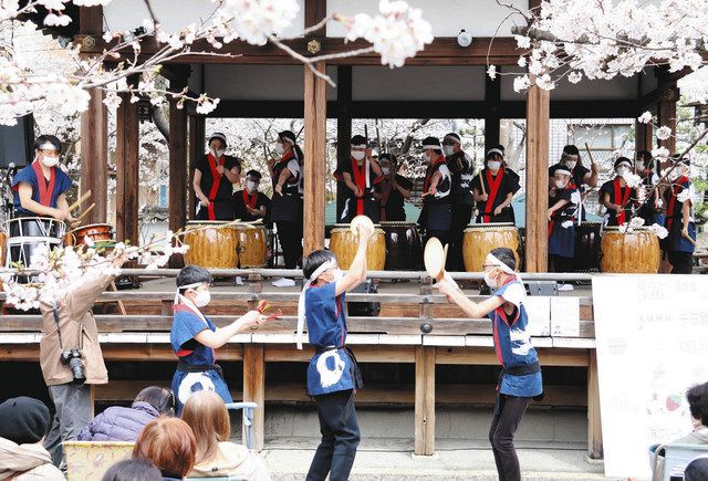 桜の中で太鼓響かせる 大津・天孫神社でコンサート：中日新聞Web
