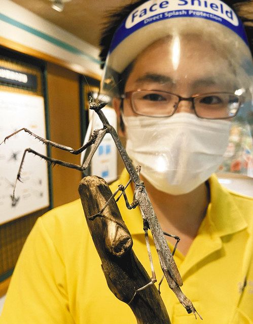 枯れ枝のようなカマキリを展示 昆虫館：北陸中日新聞Web