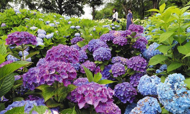 梅雨入り 色鮮やかに 県内のアジサイ見頃に 中日新聞web