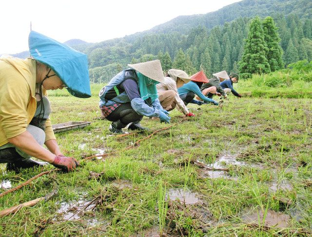 田んぼの教室】耕さず 稲に成長を任せ 研修生「自然とつながりを