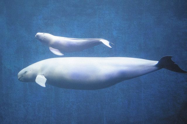 スナメリの赤ちゃん２頭 徐々に成長 鳥羽水族館 中日新聞web