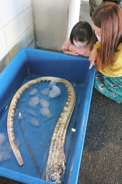 氷漬けで展示されているリュウグウノツカイ＝坂井市三国町の越前松島水族館で