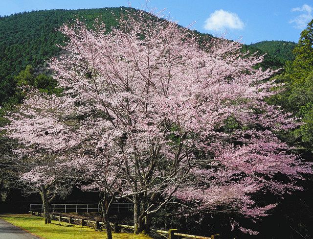 クマノザクラを象徴に 熊野市が市の花木に追加指定：中日新聞Web