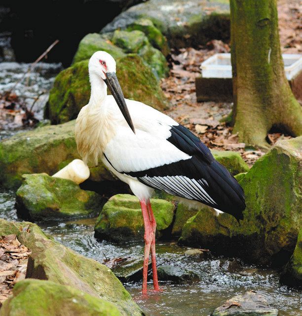 ニホンコウノトリ 27歳5カ月 雄死ぬ：北陸中日新聞Web