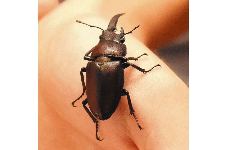 体の左右で性別が違う！ 岡崎の中３が雌雄同体クワガタ捕獲：中日新聞Web