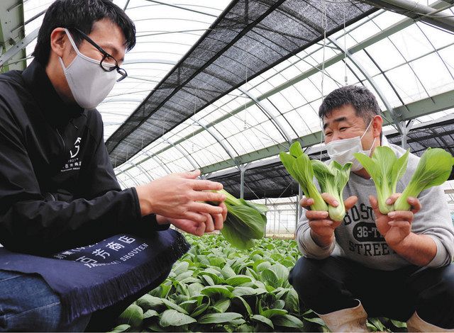 安城特産のチンゲンサイをキムチに 農家とスーパーが開発 中日新聞web