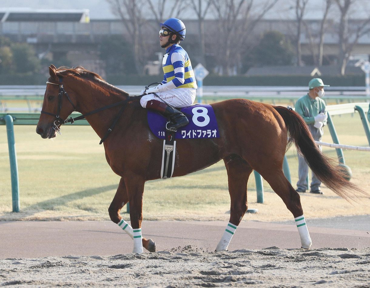 １４着に敗れたワイドファラオ