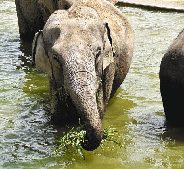 仲良く水浴び 餌やりも公開 ゾウ群れ飼育 のんほいパーク 中日新聞web 仲良く水浴び 餌やりも公開 ゾウ群れ飼育 のんほいパーク 中日新聞web