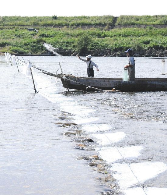 落ちアユ狙い 瀬張り網漁 長良川で始まる 中日新聞web