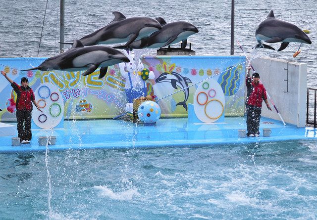 イルカショー 復活祭仕様に のとじま水族館 北陸中日新聞web