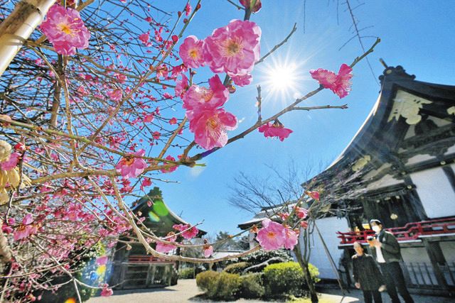 潮風にピンクの花びら揺れる 敦賀・常宮神社で寒紅梅見頃：中日新聞Web