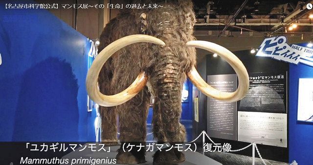 名古屋市科学館のマンモス展、動画で展示品公開 コロナで中止
