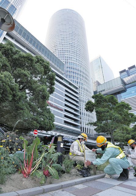 ï¼ªï¼²åå¤å±‹é§…å‰ã®å¸‚é“è„‡ã«ç„¡è¨±å¯ã§æ¤ãˆã‚‰ã‚ŒãŸé‡Žèœï¼ˆæ‰‹å‰ï¼‰ï¼åå¤å±‹ãƒ»åé§…ã§