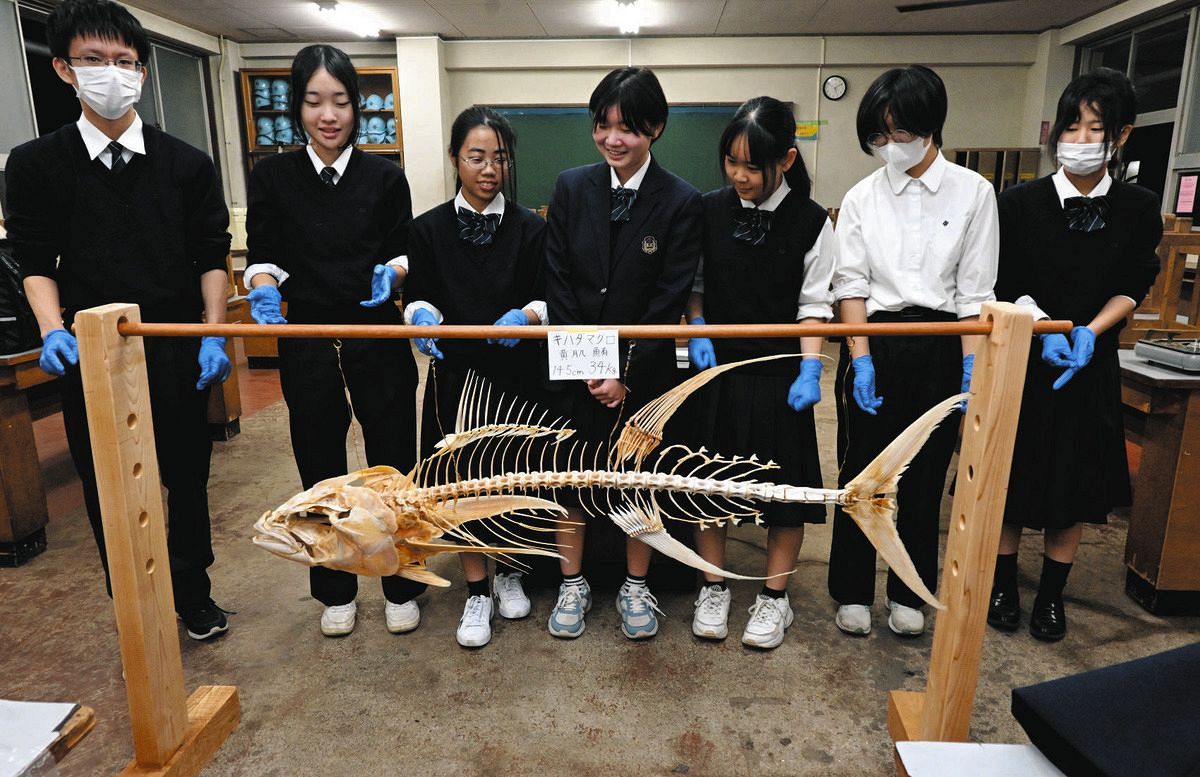 魚類骨格標本作りの研究論文が全国優秀賞 加茂農林高校、50種類120体 