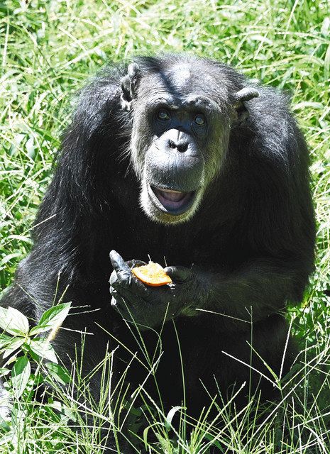 東山動植物園のローリー 長寿お祝い 推定４９歳メスのチンパンジー 中日新聞web