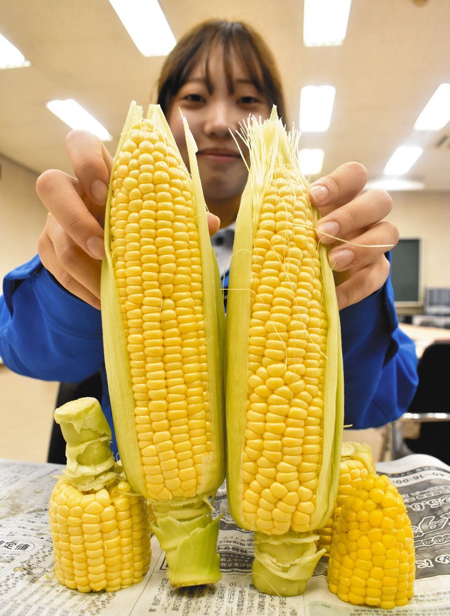 生育順調、こーんなに立派 JAあいち尾東管内でトウモロコシの収穫開始