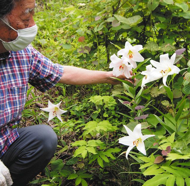 住民が手塩 ササユリ咲き誇る 七尾 希望の丘公園で見頃 北陸中日新聞web