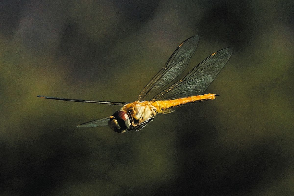 赤みがかった体が特徴のウスバキトンボ＝市川さん提供
