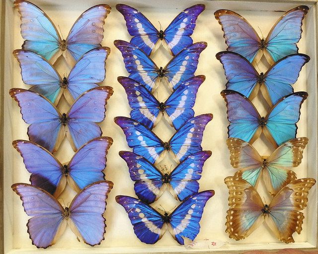 国内外８００種の昆虫標本展示 松阪・ベルファーム：中日新聞Web