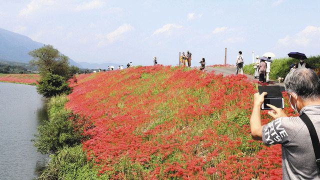 ヒガンバナ群生 満開 南濃 津屋川沿い３キロ 中日新聞web