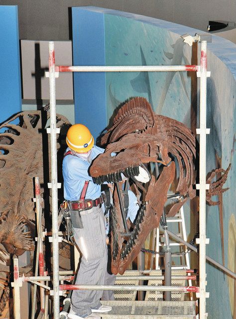 13メートルのティロサウルス、全身骨格複製 県立恐竜博物館で