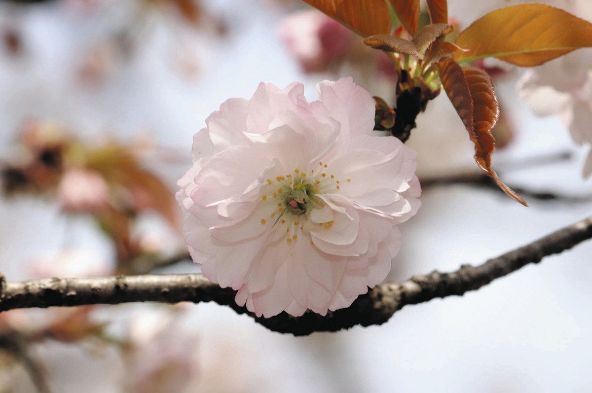 二段咲きの花をそ～っと見てね 大野の揖斐二度ザクラ公園で1輪確認：中
