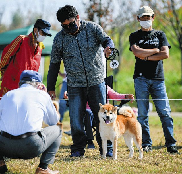 社団法人　日本犬保存会ブロンズ像です。34年前。とても貴重品！大幅値下げです。 119回 全国展覧会 入賞犬写真 – 公益社団法人 日本犬保存会