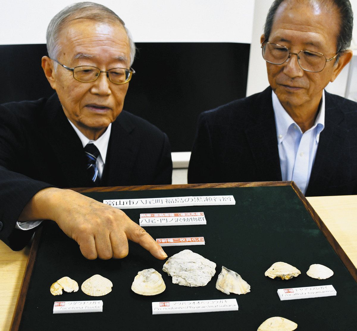 八尾に二枚貝新種化石 井田川、1600万年前の3種：北陸中日新聞Web