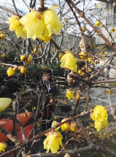 黄色い花 甘い香り漂う 磐田でロウバイ見頃 中日新聞しずおかweb 黄色い花 甘い香り漂う 磐田でロウバイ見頃 中日新聞しずおかweb