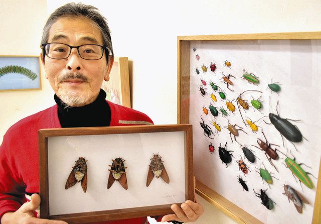 精巧木彫りの昆虫280体 長久手の木工作家・稲葉さんが展示：中日新聞Web