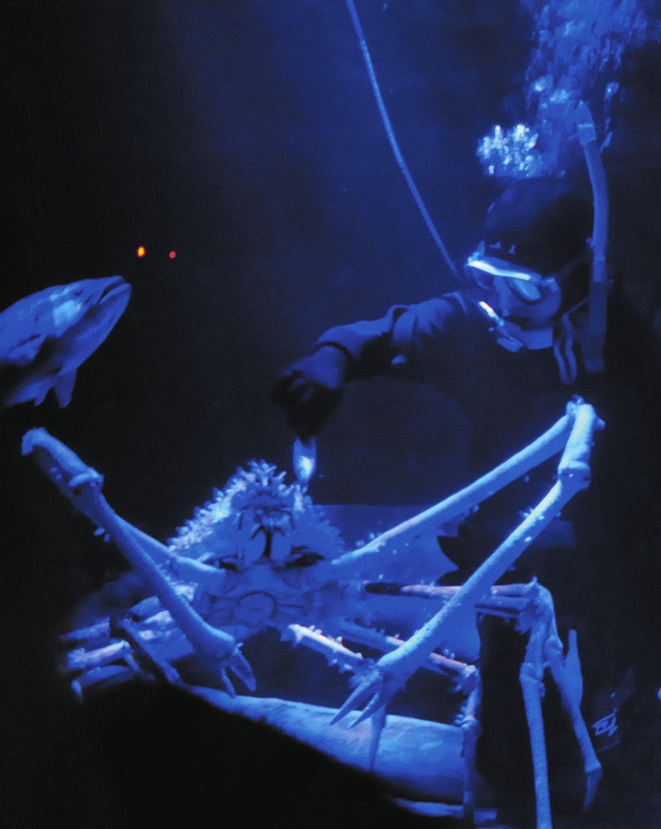 ミカワSDGs＞（216）蒲郡市竹島水族館 深海への関心、給餌で深く：中日