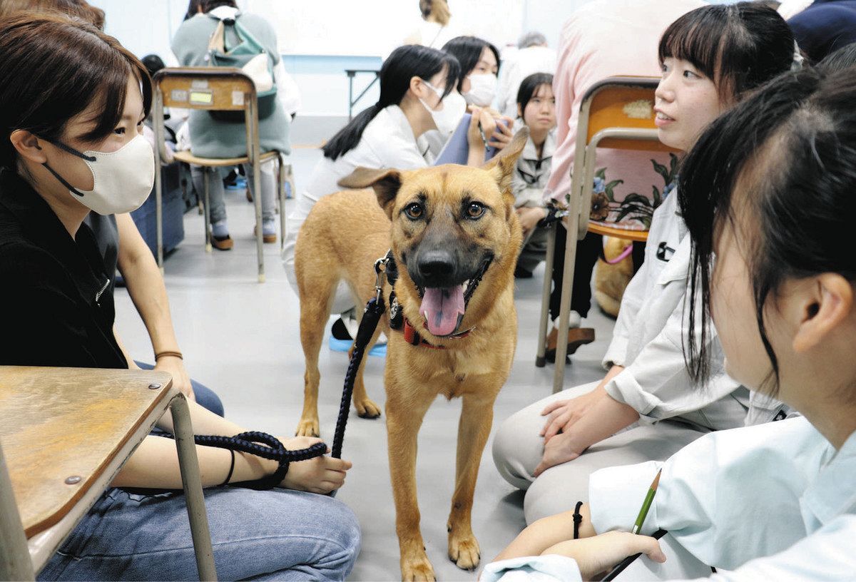 保護犬、大きくなったね 大垣養老高・犬クラブ、受け入れ先の家族と初交流:中日新聞Web