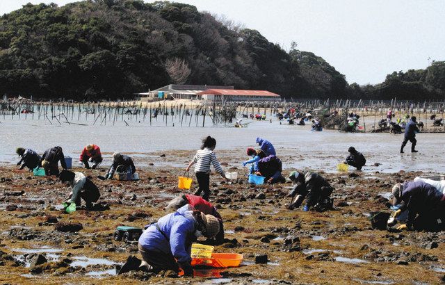 アサリ見つけたよ 西尾 東幡豆海岸で潮干狩り解禁 中日新聞web