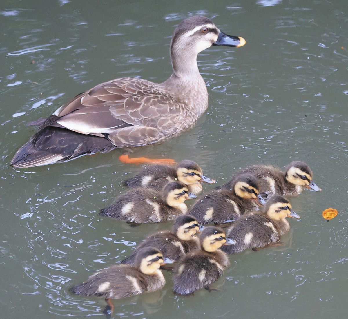 みんなで仲良く境川をスイスイ カルガモ、子育て真っ最中:中日新聞Web