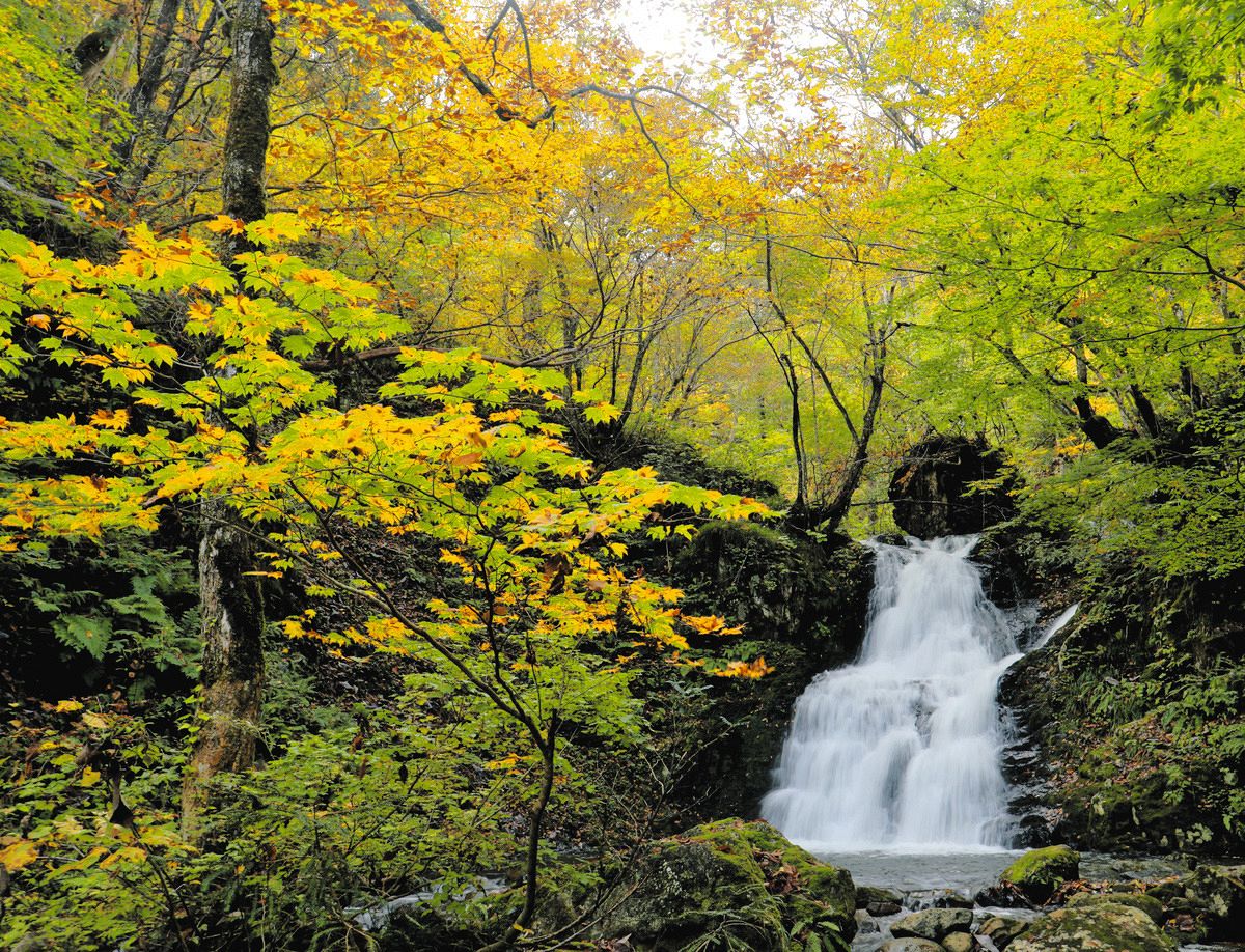 色づく秋の遊歩道、夜はライトアップも 「宇津江四十八滝」で紅葉見頃
