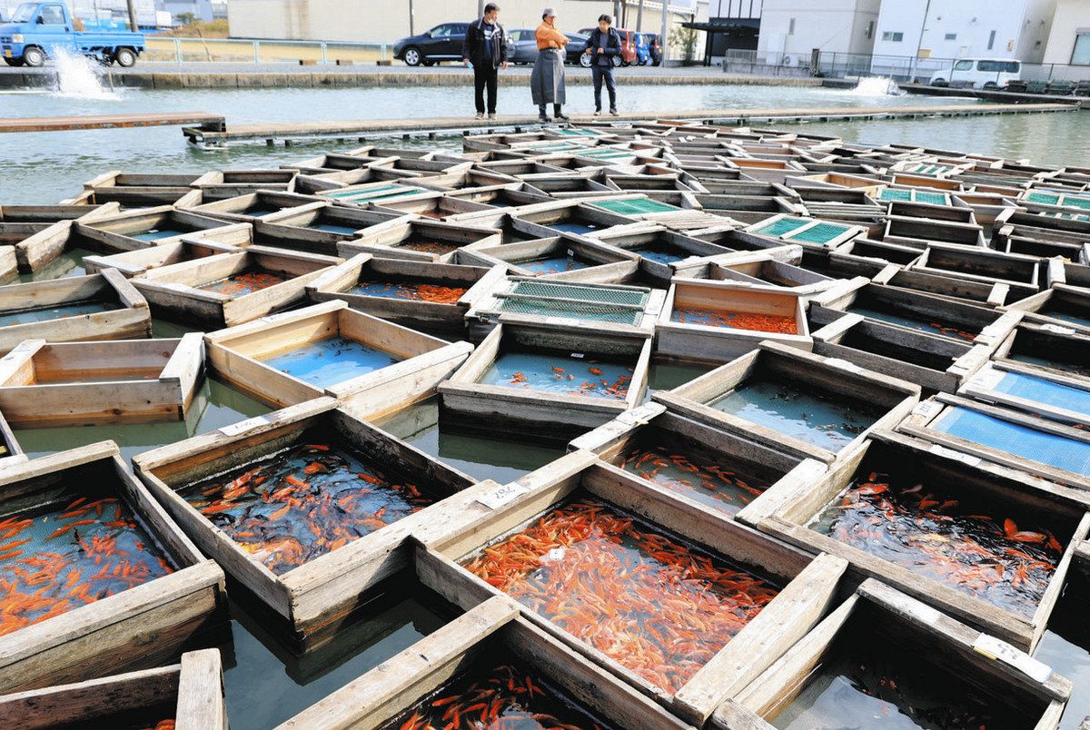 半世紀の歴史に幕 金魚のまち、弥富市の「東海観賞魚卸売市場」で最後