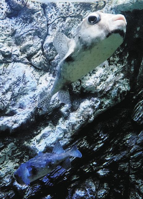 さかなクンから贈り物 魚津水族館にイシガキフグ2匹：北陸中日新聞Web