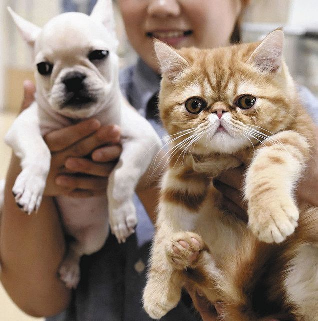 動物虐待で逮捕 生けるものへの慈愛を 中日新聞web