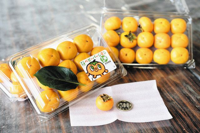 500円玉サイズの甘い柿いかが？ 本巣でベビーパーシモン出荷開始：中日