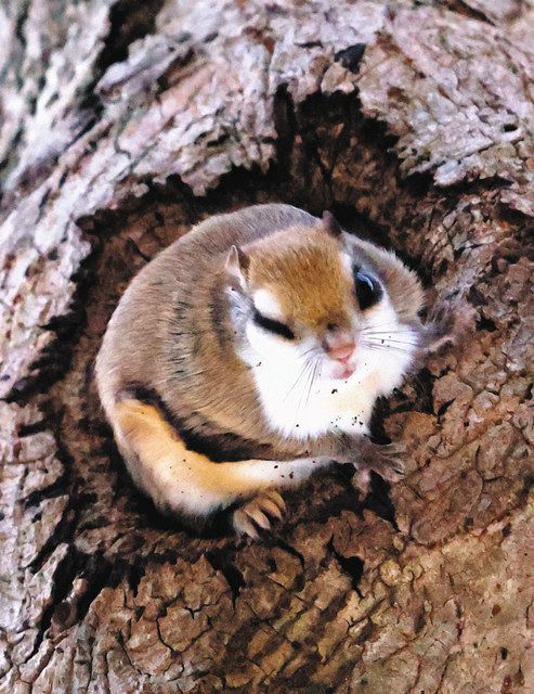 ＦＵＴＯ ＦＯＣＵＳ＞ 夜空を飛ぶハンカチ：中日新聞Web