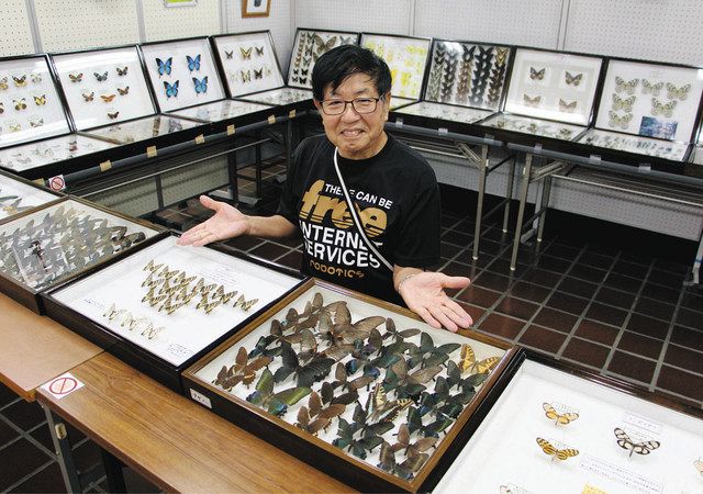 国内外の珍しい昆虫標本２０００点 蒲郡愛好家の収集品展：中日新聞Web
