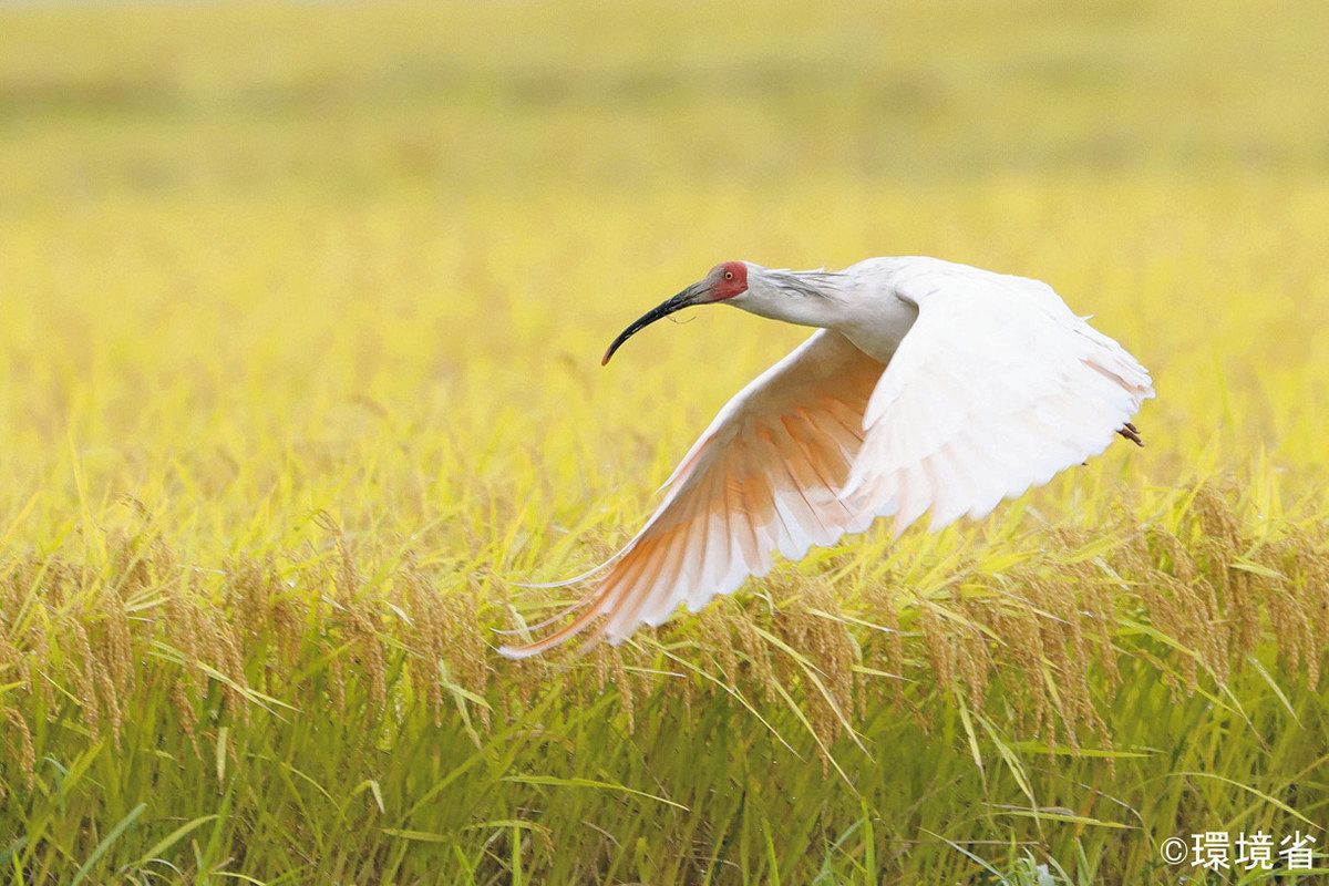 能登のトキ放鳥 復興の希望、羽ばたけ：中日新聞Web