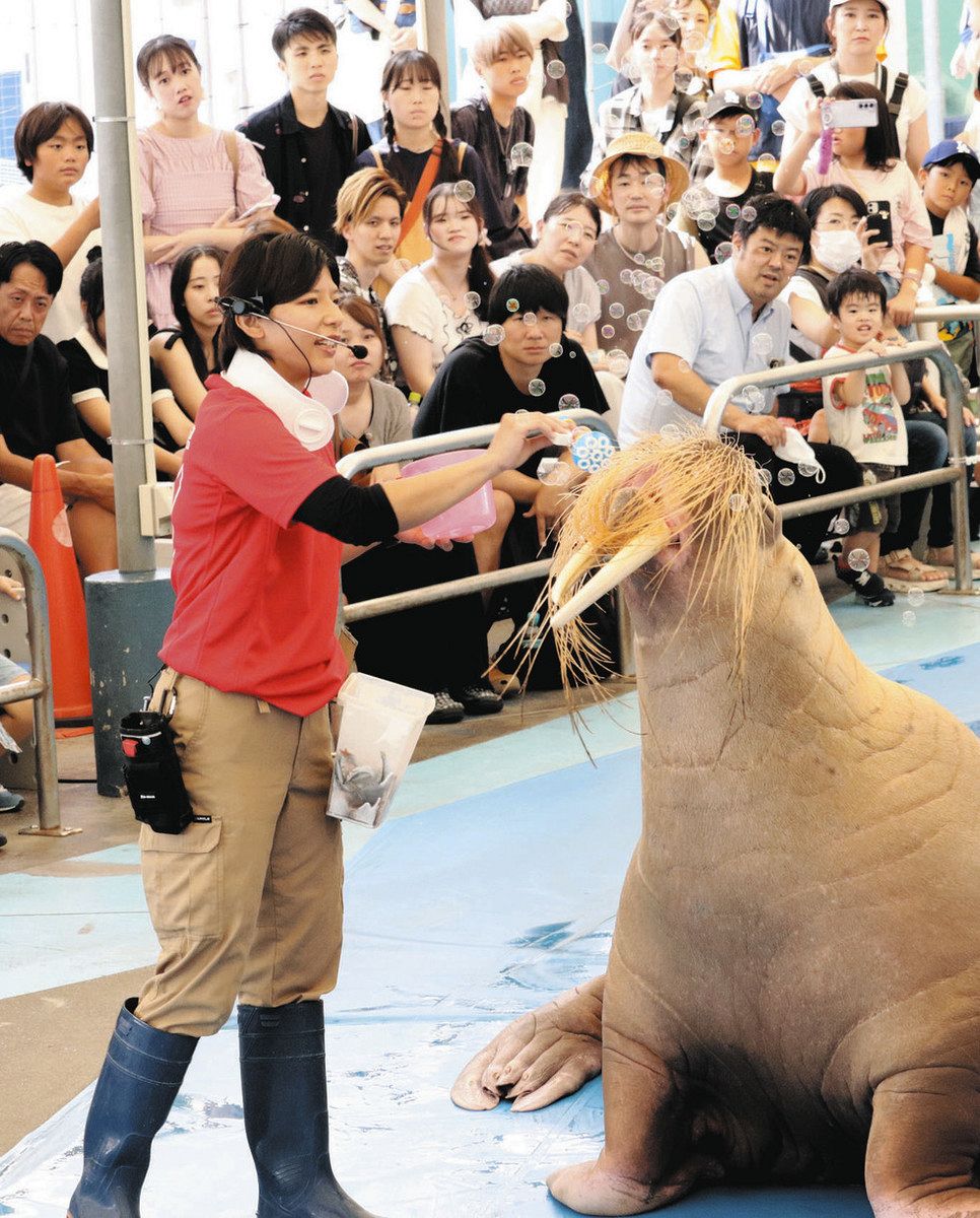 獣医師資格持つ鳥羽水族館の新人トレーナーの斎藤さん セイウチの