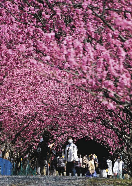 ハナモモほぼ満開 天竜相津花桃の里 中日新聞しずおかweb
