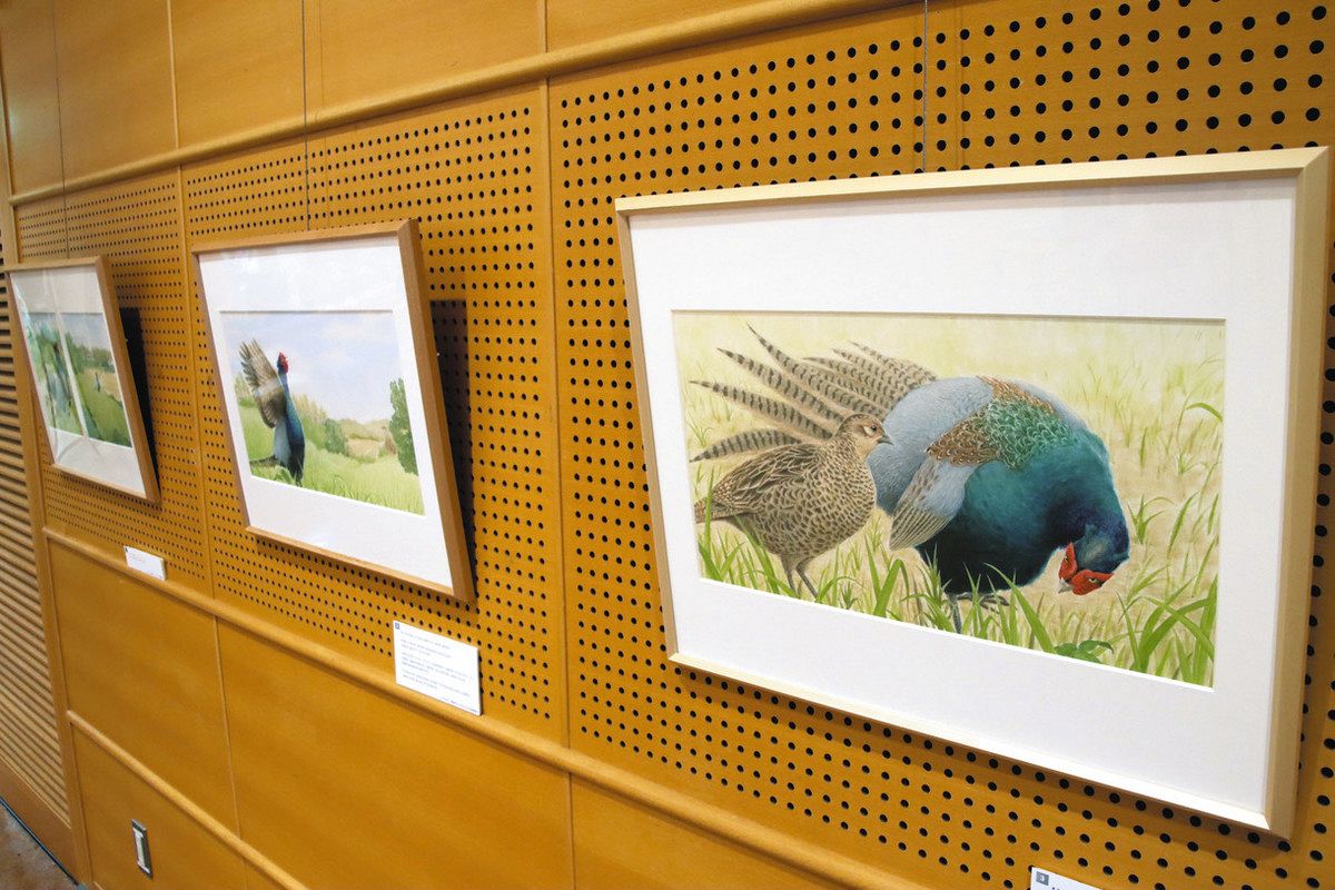 琵琶湖の鳥、引き出し底に細密画 東近江・永源寺図書館でユカワさんの