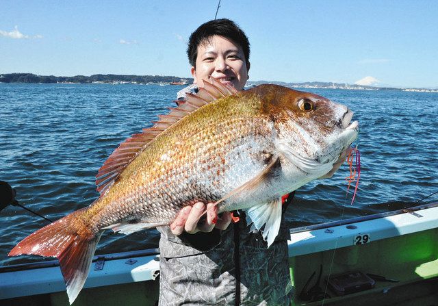 桜鯛開花 タイラバで大型チャンス 金沢八景 野毛屋 から出船 中日スポーツ 東京中日スポーツ