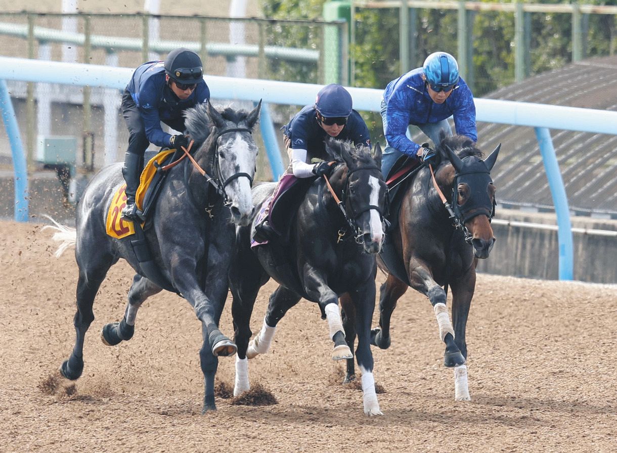 シルバーステート産駒のロジシルバー（左）、ラッフルズドリーム、アドマイヤマツリ