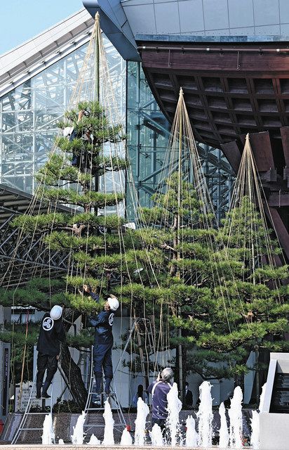 雪つり 鼓門前も冬の装い：北陸中日新聞Web