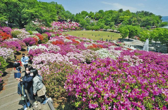 ５万株ツツジ 連休華やかに 鯖江 西山公園 中日新聞web